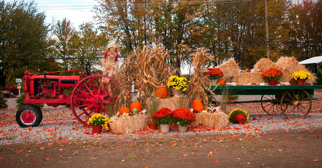 Old tractor as fall harvest decor in yard